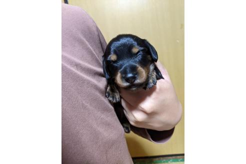 成約済の福岡県のミニチュアダックスフンド(ロングヘアード)-130310の49枚目