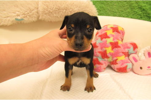 成約済の大阪府のミニチュアピンシャー(ミニピン)-130444の1枚目