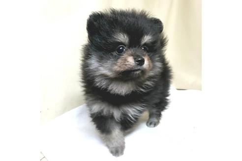 成約済の茨城県のポメラニアン-128293の5枚目