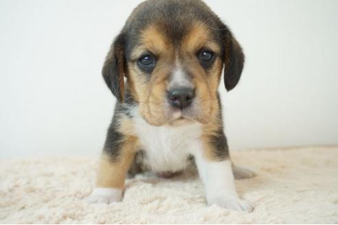 関西でビーグルの子犬を探す ブリーダーナビ 関西でビーグルの子犬を探す ブリーダーナビ