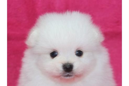 子犬