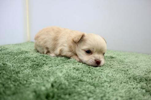 成約済の群馬県のチワワ(ロングコート)-130500の6枚目