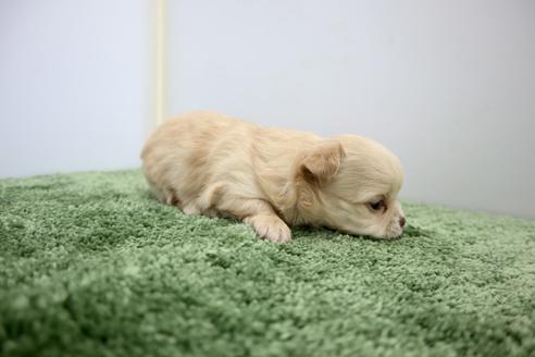 成約済の群馬県のチワワ(ロングコート)-130500の2枚目