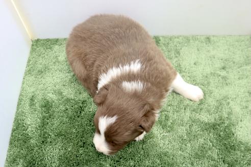 成約済の群馬県のボーダーコリー-130510の5枚目