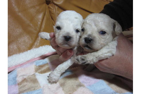 ミックス犬の子犬を探す ブリーダーナビ