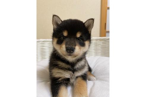 成約済の兵庫県の豆柴-130546の1枚目