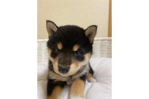 成約済の兵庫県の豆柴-130546の2枚目