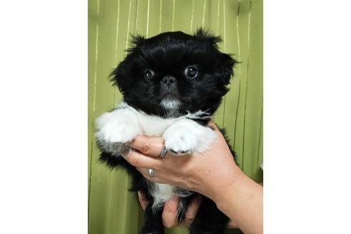 成約済の埼玉県のペキニーズ-122702の1枚目