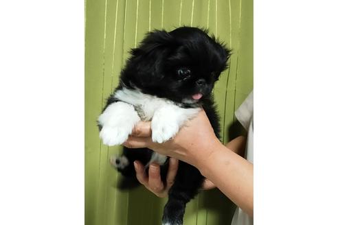 成約済の埼玉県のペキニーズ-122702の4枚目