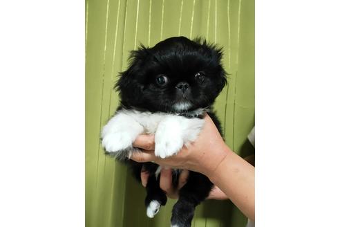 成約済の埼玉県のペキニーズ-122702の3枚目