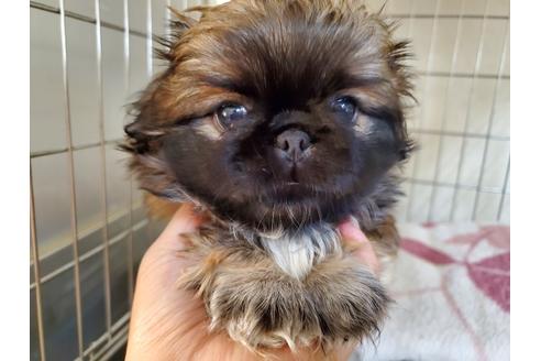 成約済の愛知県のペキニーズ-130508の5枚目