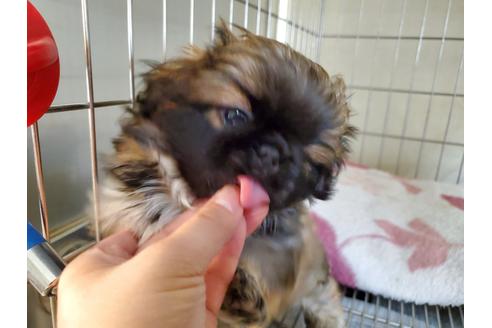 成約済の愛知県のペキニーズ-130508の3枚目