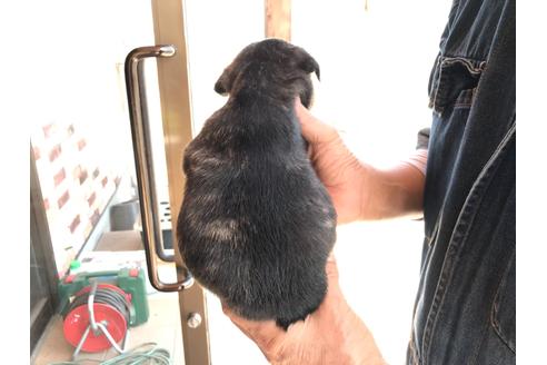 成約済の山口県のフレンチブルドッグ-130592の3枚目