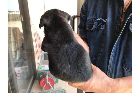 成約済の山口県のフレンチブルドッグ-130594の4枚目