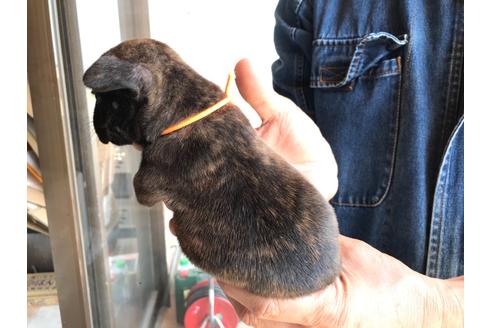 成約済の山口県のフレンチブルドッグ-130598の4枚目