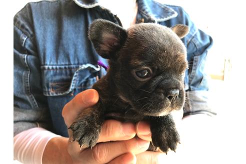 成約済の山口県のフレンチブルドッグ-130600の4枚目