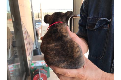 成約済の山口県のフレンチブルドッグ-130602の3枚目
