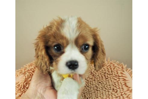 成約済の埼玉県のキャバリアキングチャールズスパニエル-130607の1枚目