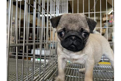 成約済の愛媛県のパグ-130614の1枚目