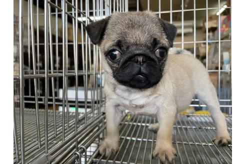 成約済の愛媛県のパグ-130614の3枚目