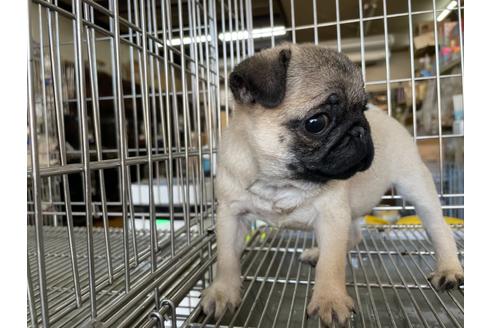 成約済の愛媛県のパグ-130614の4枚目