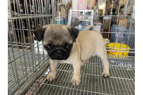 成約済の愛媛県のパグ-130614の2枚目