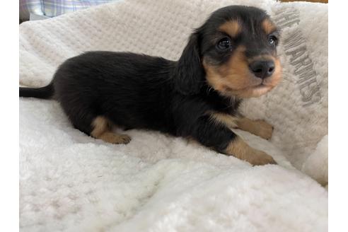 成約済の京都府のミニチュアダックスフンド(ロングヘアード)-130616の1枚目