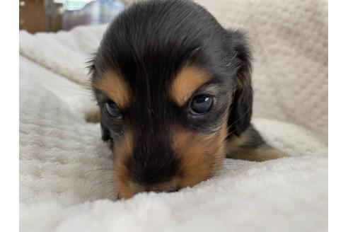 成約済の京都府のミニチュアダックスフンド(ロングヘアード)-130616の2枚目
