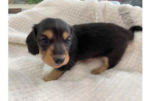 成約済の京都府のミニチュアダックスフンド(ロングヘアード)-130616の3枚目