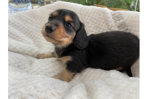 成約済の京都府のミニチュアダックスフンド(ロングヘアード)-130616の4枚目
