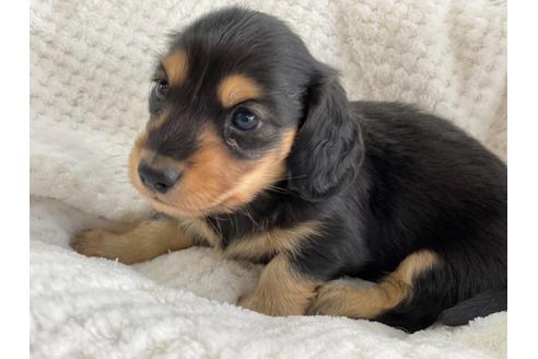 成約済の京都府のミニチュアダックスフンド(ロングヘアード)-130616の5枚目