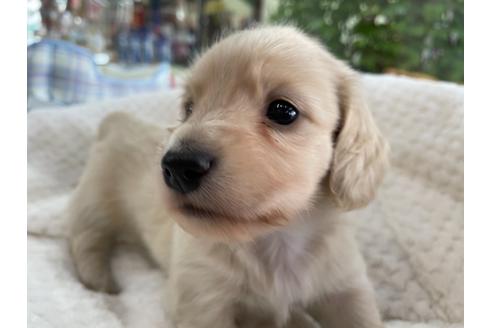 成約済の京都府のミニチュアダックスフンド(ロングヘアード)-130617の2枚目
