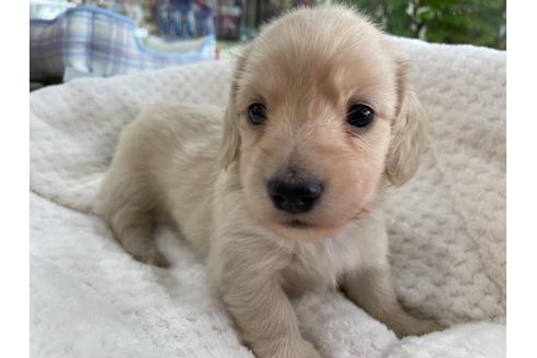 成約済の京都府のミニチュアダックスフンド(ロングヘアード)-130617の3枚目