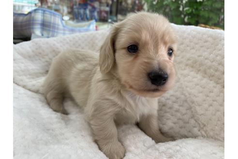 成約済の京都府のミニチュアダックスフンド(ロングヘアード)-130617の4枚目