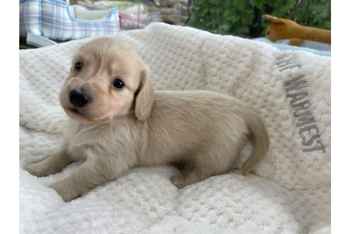 成約済の京都府のミニチュアダックスフンド(ロングヘアード)-130617の5枚目