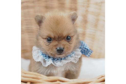 成約済の愛媛県のポメラニアン-130655の1枚目