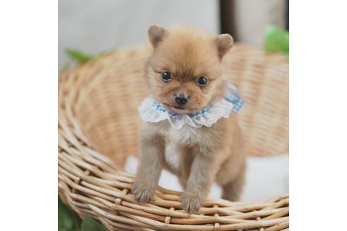 成約済の愛媛県のポメラニアン-130655の2枚目