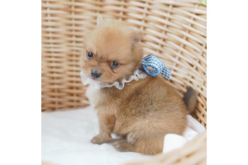 成約済の愛媛県のポメラニアン-130655の3枚目