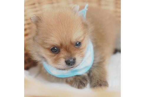 成約済の愛媛県のポメラニアン-130657の1枚目