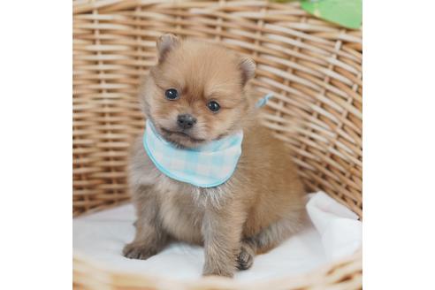 成約済の愛媛県のポメラニアン-130657の2枚目