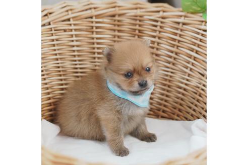 成約済の愛媛県のポメラニアン-130657の3枚目