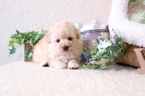 成約済の滋賀県のトイプードル-130583
