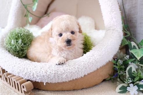 成約済の滋賀県のトイプードル-130583の2枚目