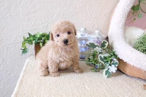 成約済の滋賀県のトイプードル-130589の1枚目