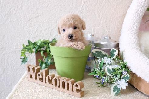 成約済の滋賀県のトイプードル-130589の2枚目