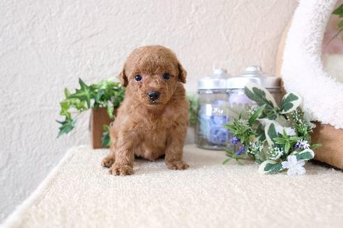 成約済の滋賀県のトイプードル-130608の1枚目