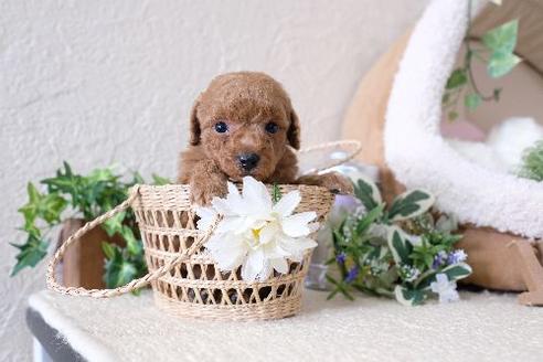 成約済の滋賀県のトイプードル-130608の3枚目