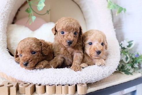 成約済の滋賀県のトイプードル-130608の2枚目