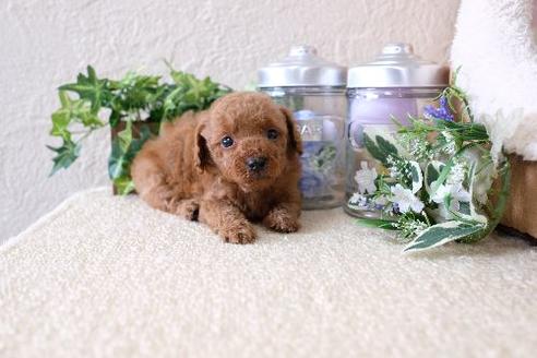 成約済の滋賀県のトイプードル-130609の1枚目