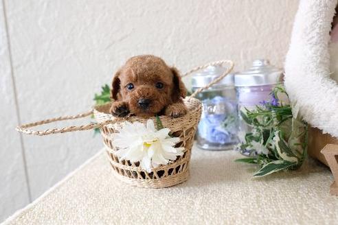 成約済の滋賀県のトイプードル-130609の3枚目